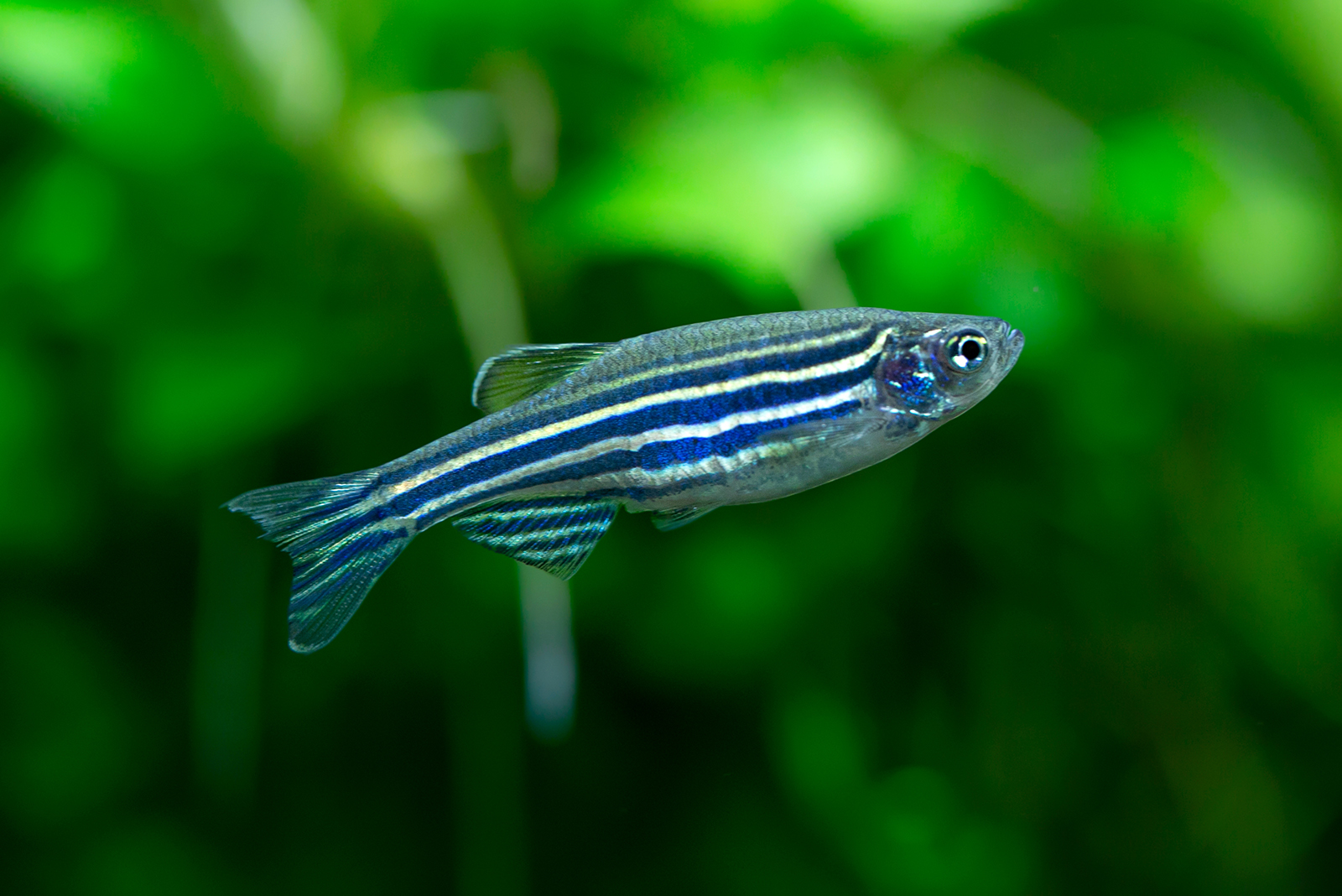 Zebra Danio