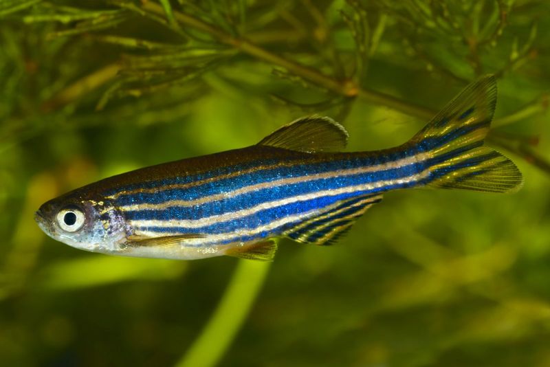 Zebra Danios