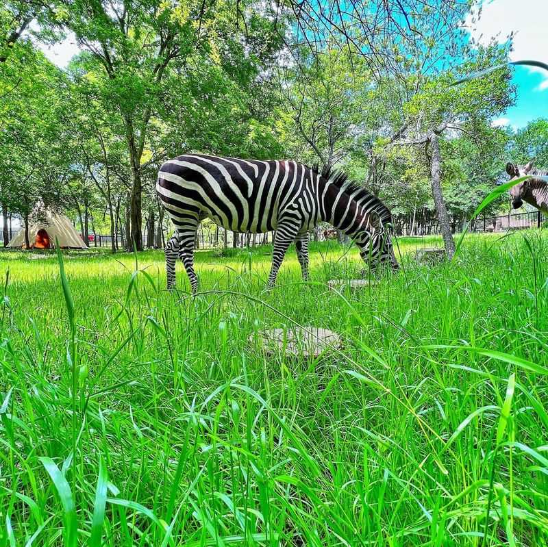 Zebra Diet: Grass Lovers