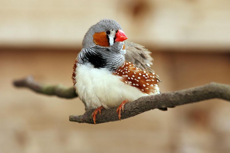 Zebra Finch