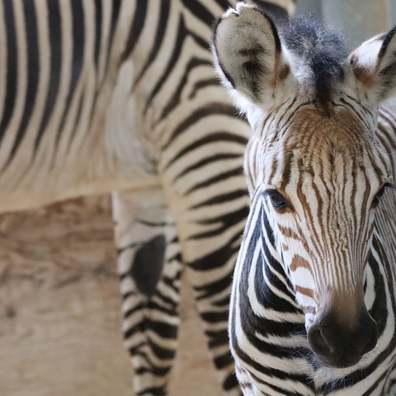 Zebra Foals: Born to Run