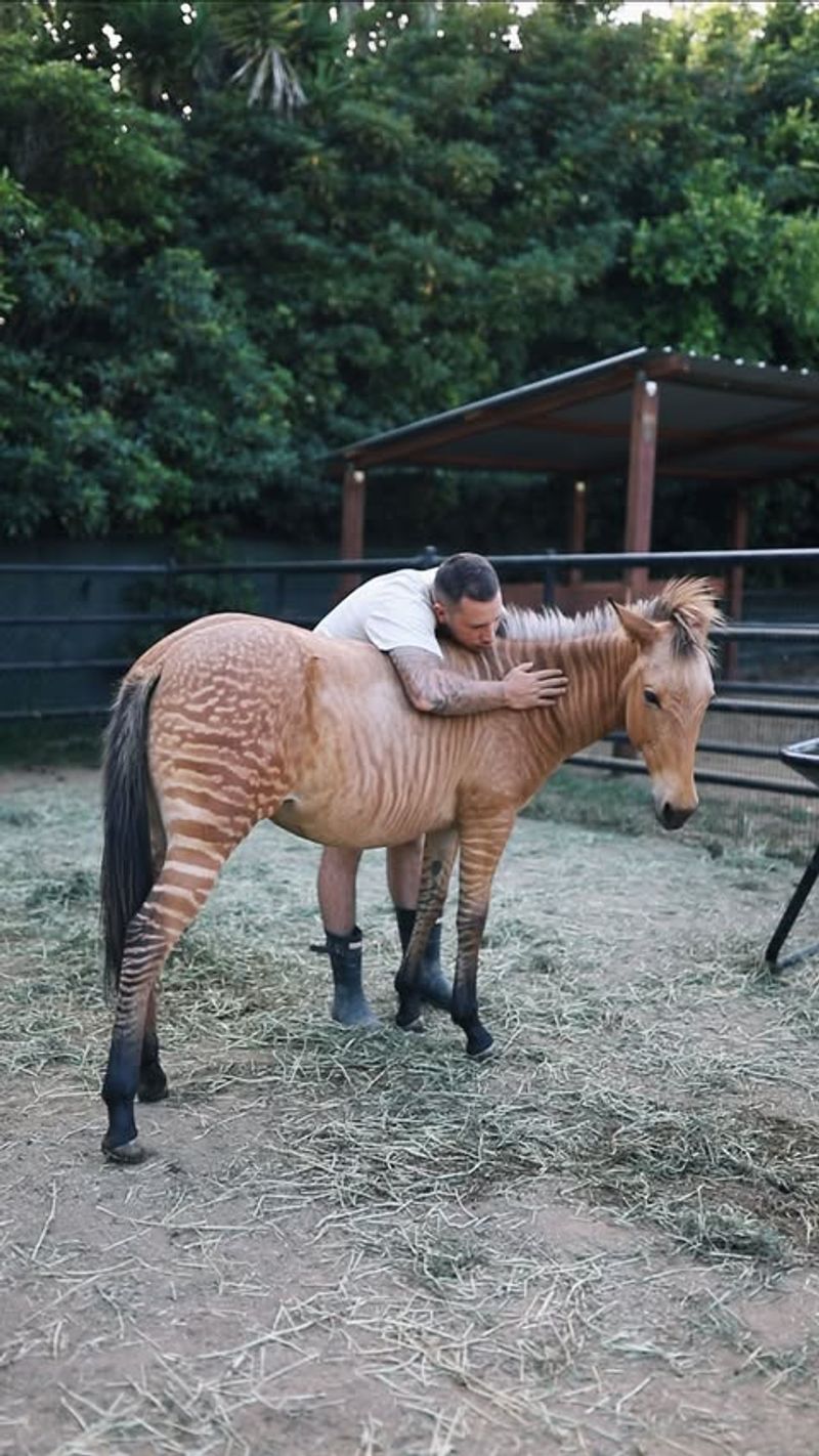 Zebra Hybrids: Quirky Crossbreeds