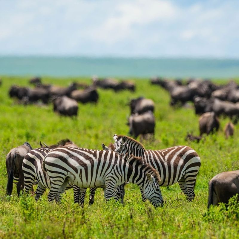 Zebra Migration: Witness the Great Movement