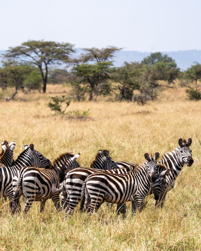 Zebra Social Structures: Herd Life