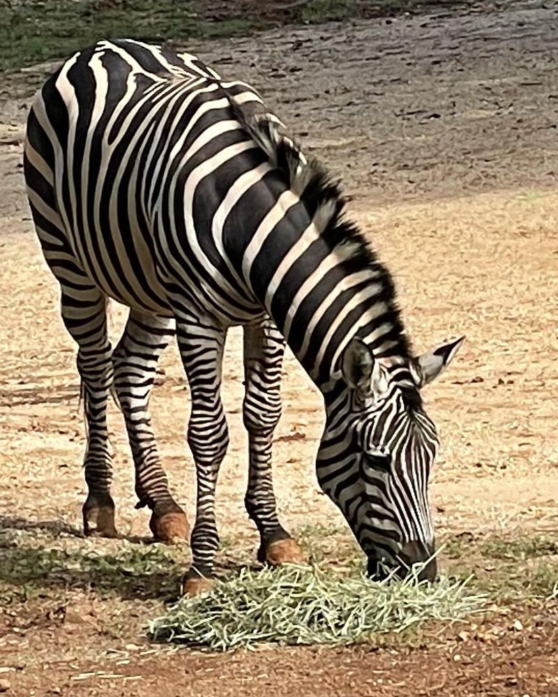 Zebra