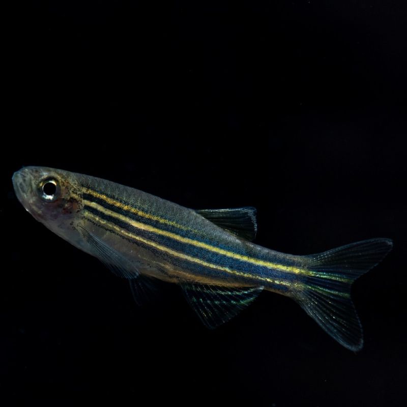 Zebrafish