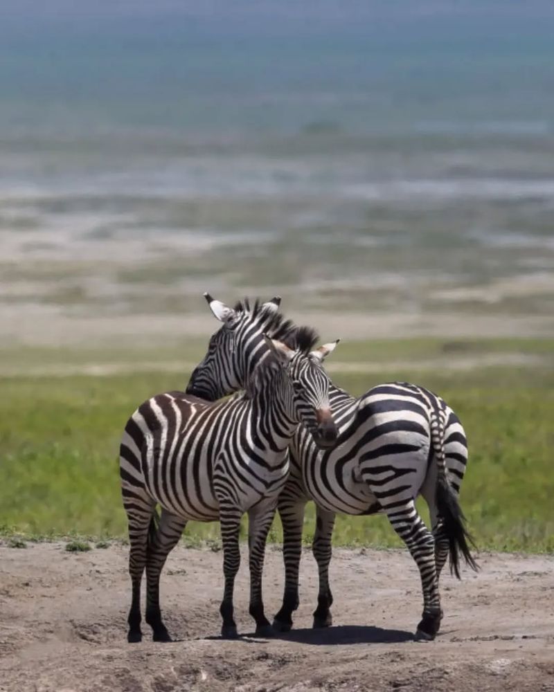 Zebras and Predators: Survival Tactics