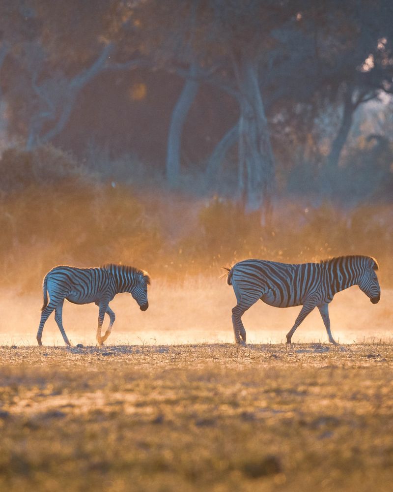 Zebras in Culture: Symbols and Stories