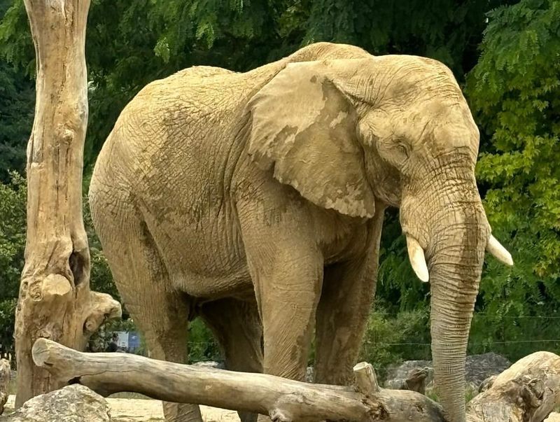 ZooParc de Beauval, France