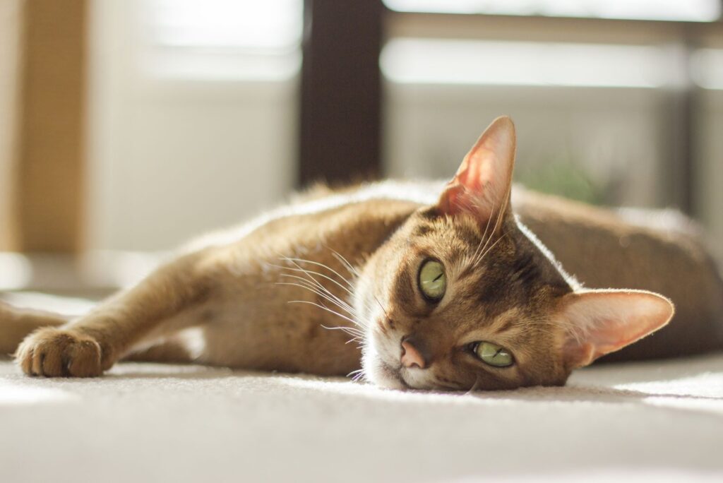 a cat with green eyes lies on the carpet