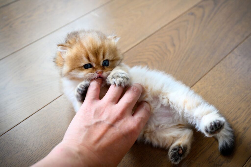 a man plays with a kitten