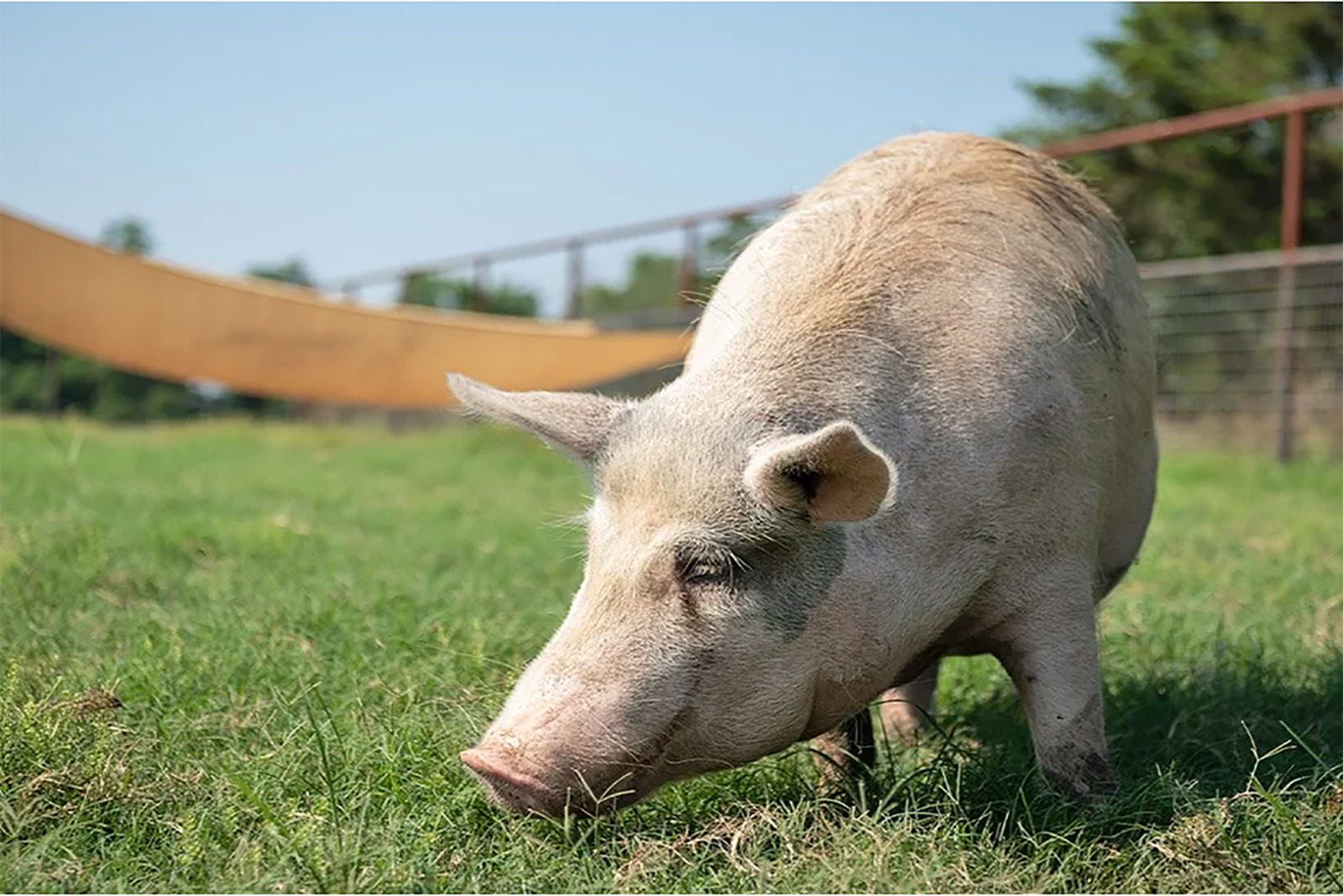 a pig on the grass (1)