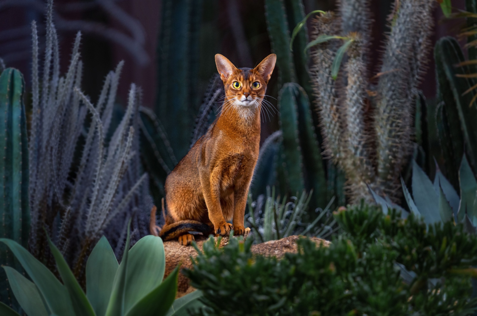 abyssinian cat in nature