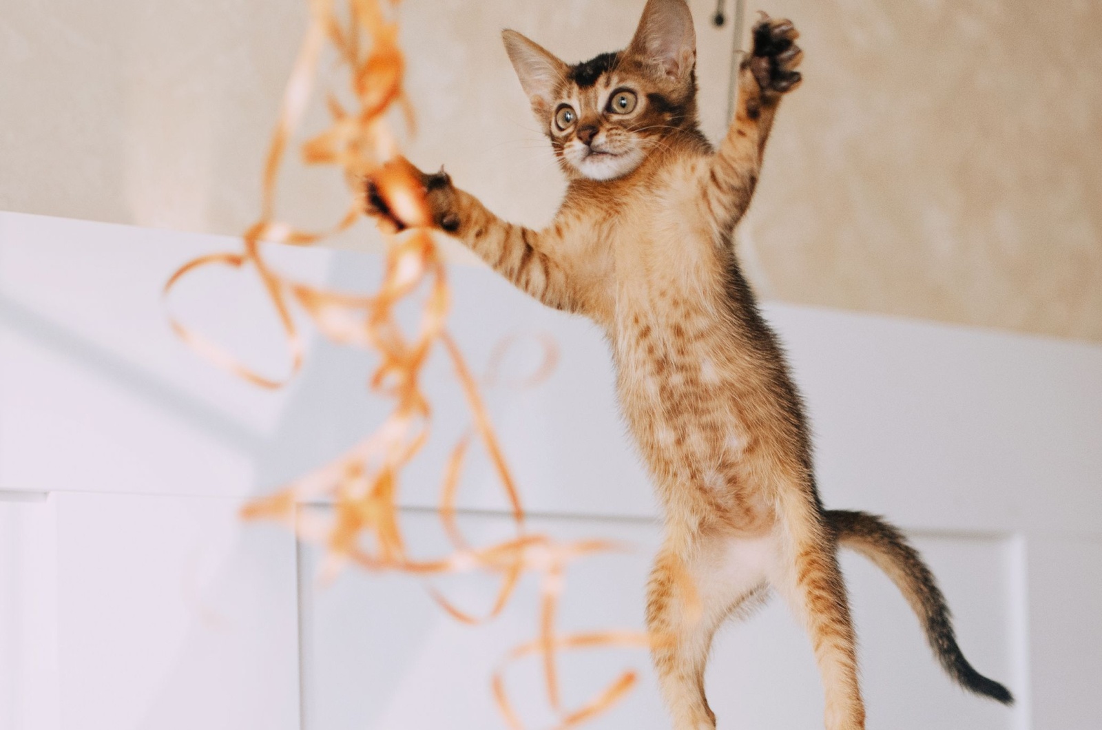 abyssinian cat jumping