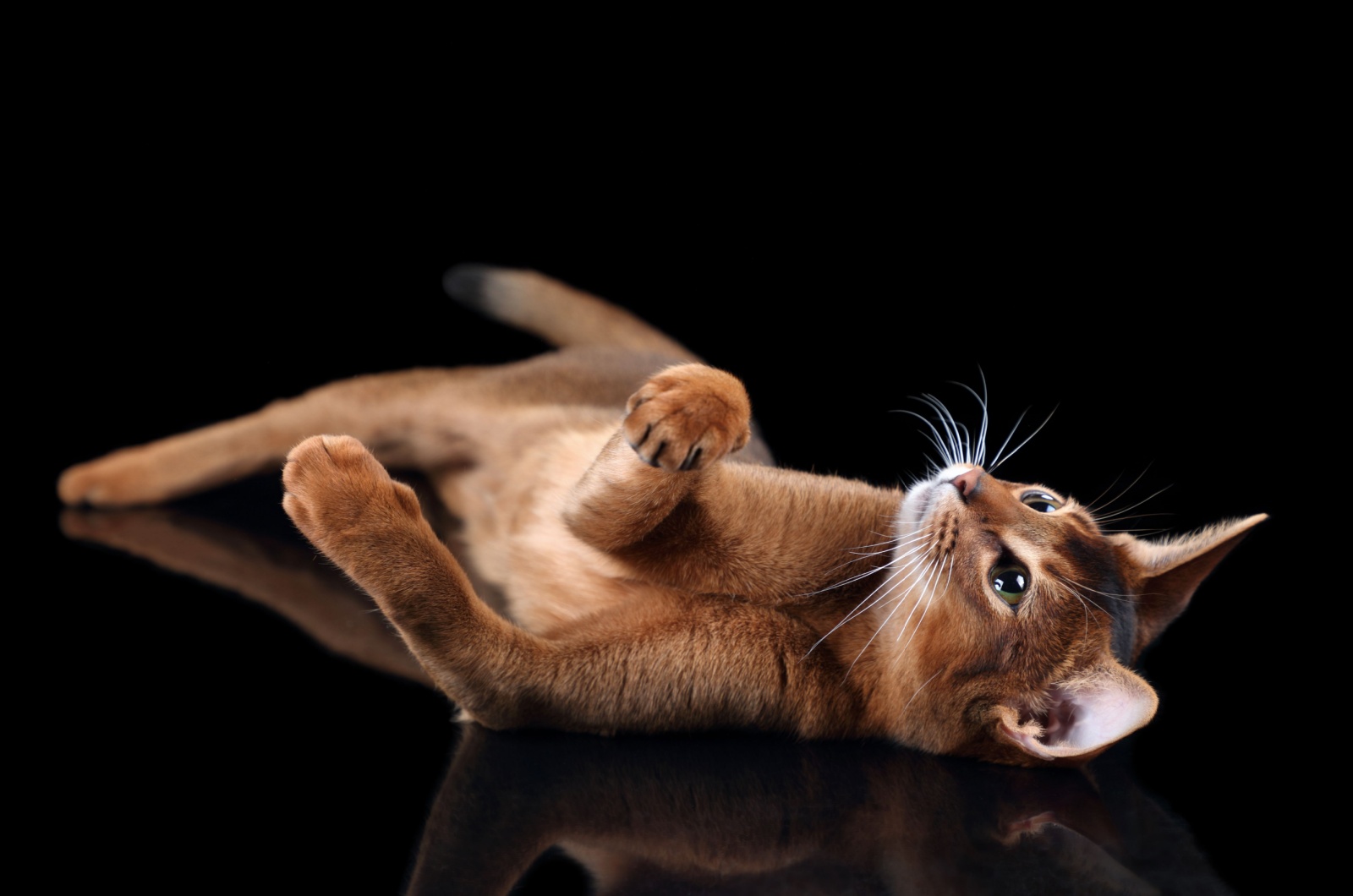 abyssinian cat lying on back