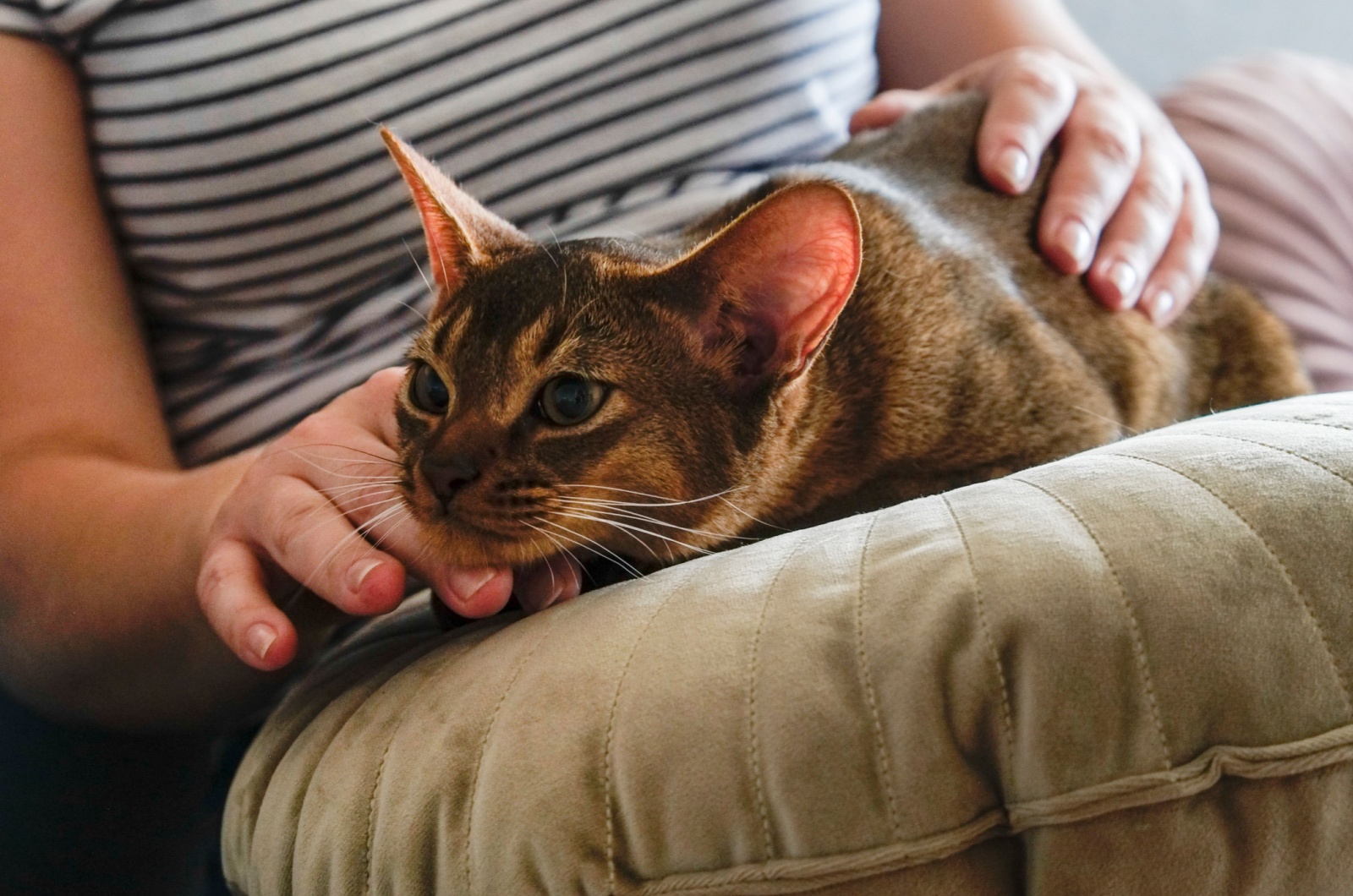 abyssinian cat lying on pillow in womans lap