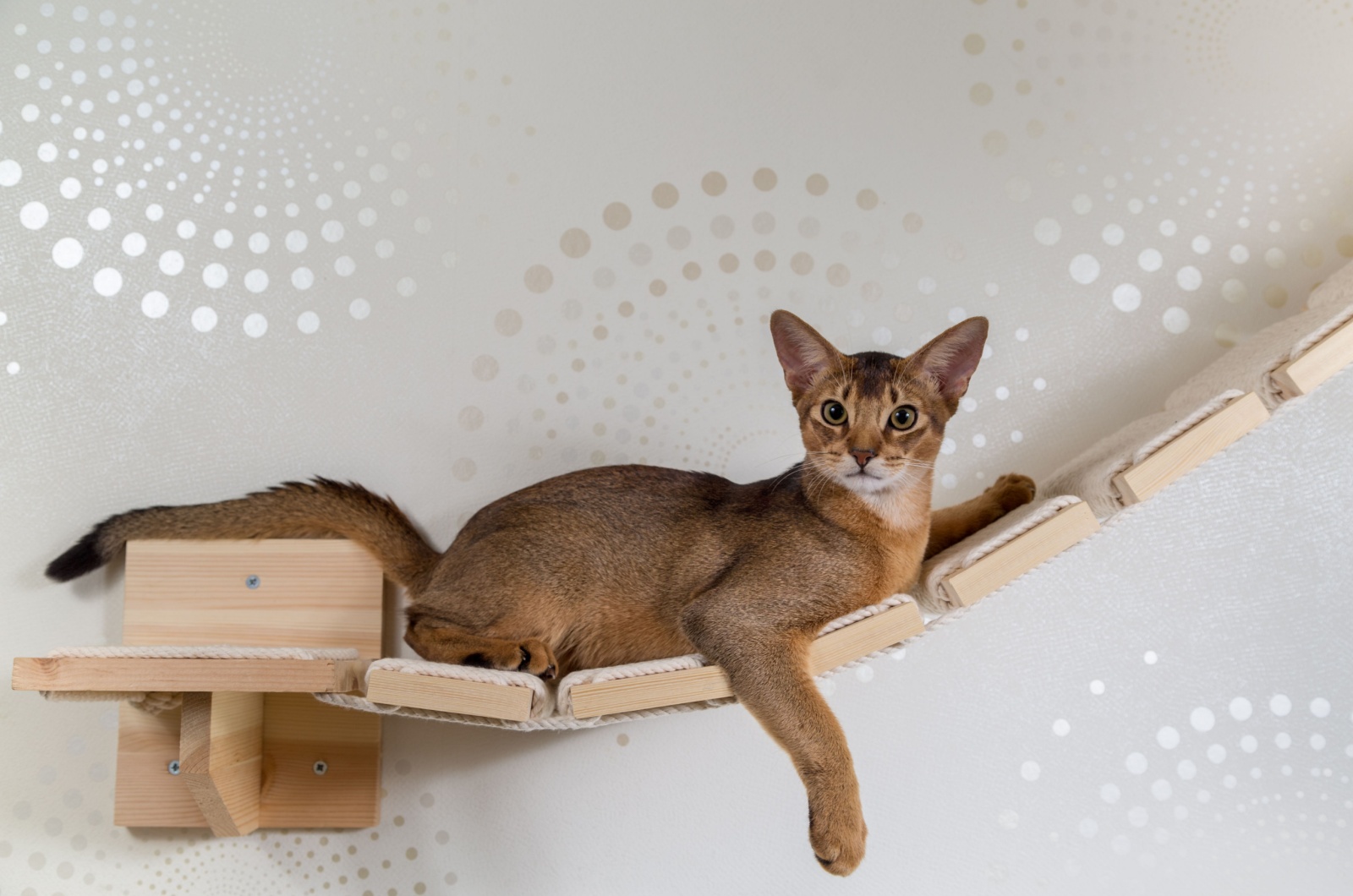 abyssinian cat lying on shelf