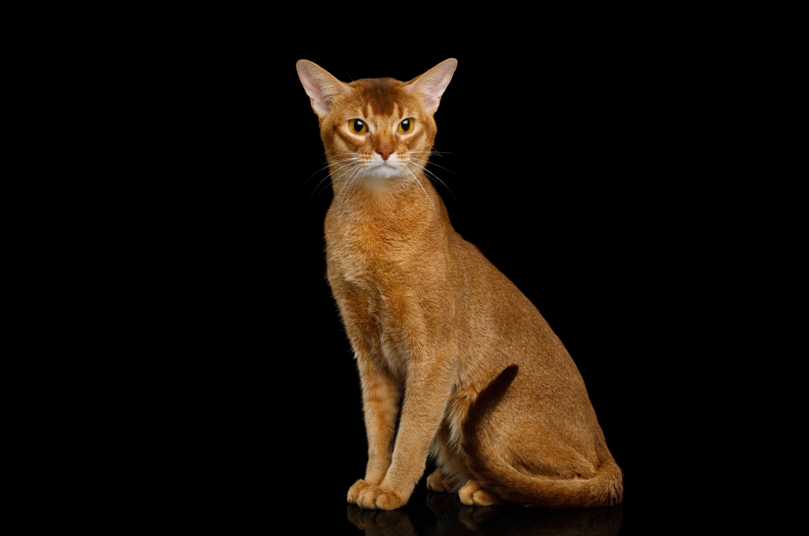 abyssinian cat on black background