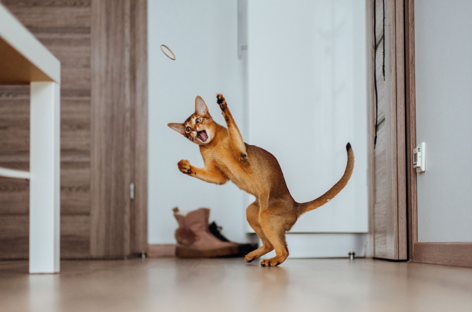 abyssinian cat playing