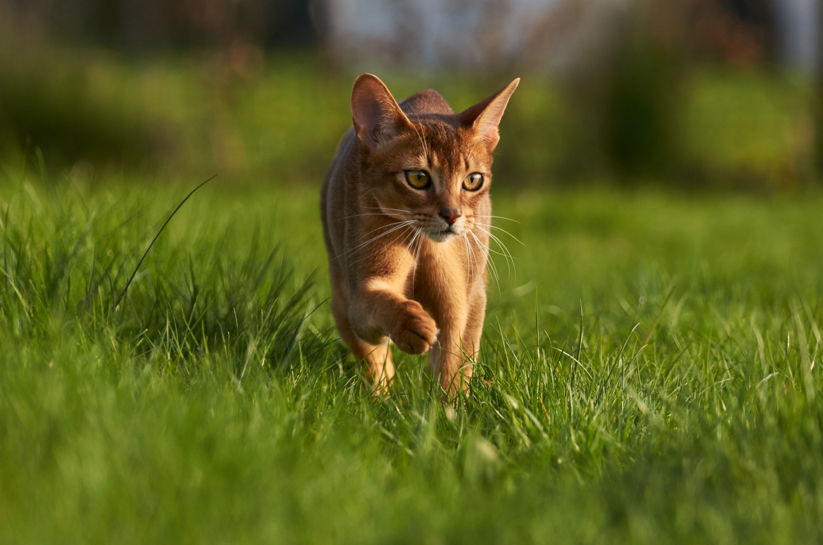 abyssinian cat walking in grass