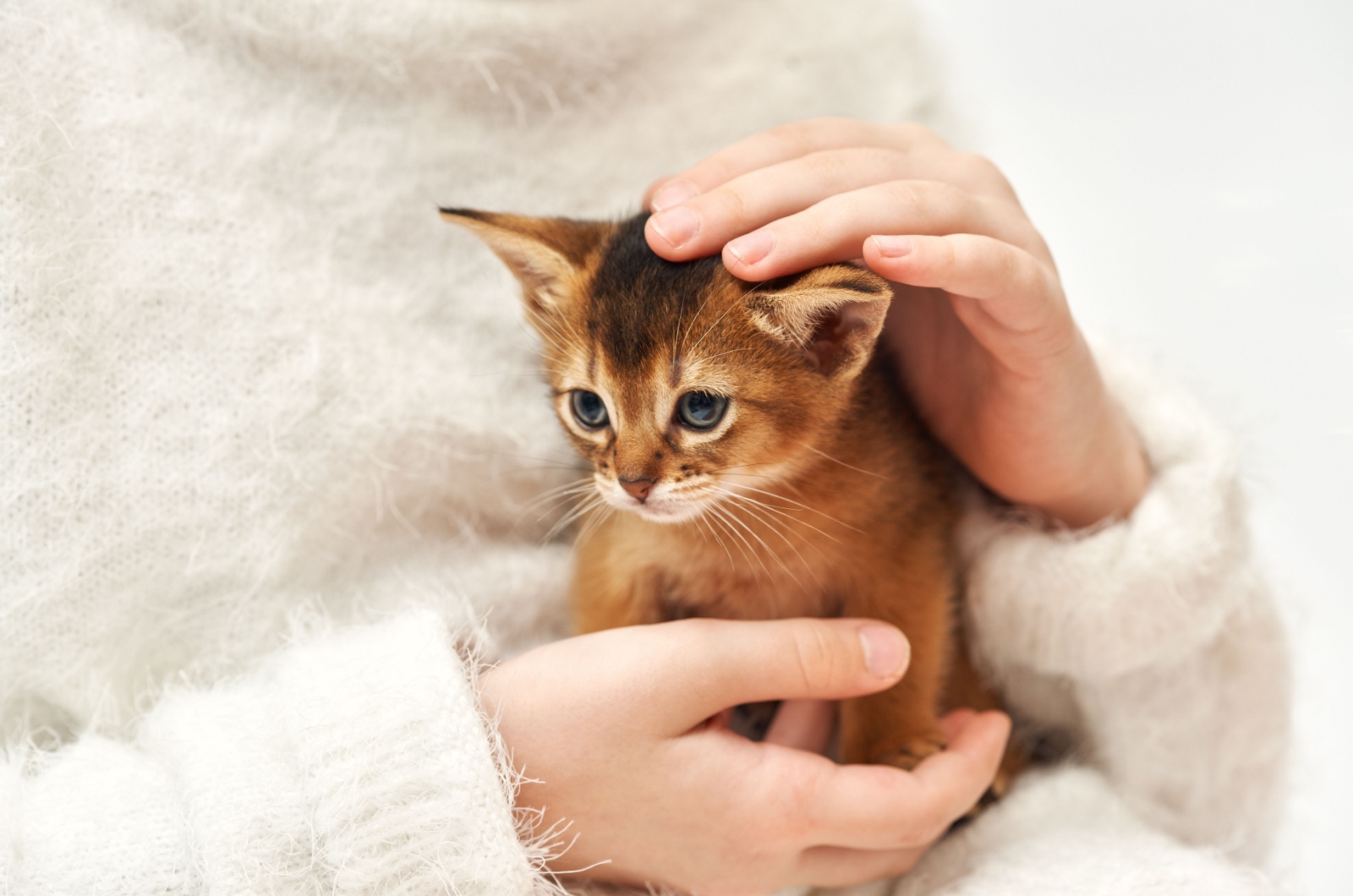 abyssinian kitten in womans hands