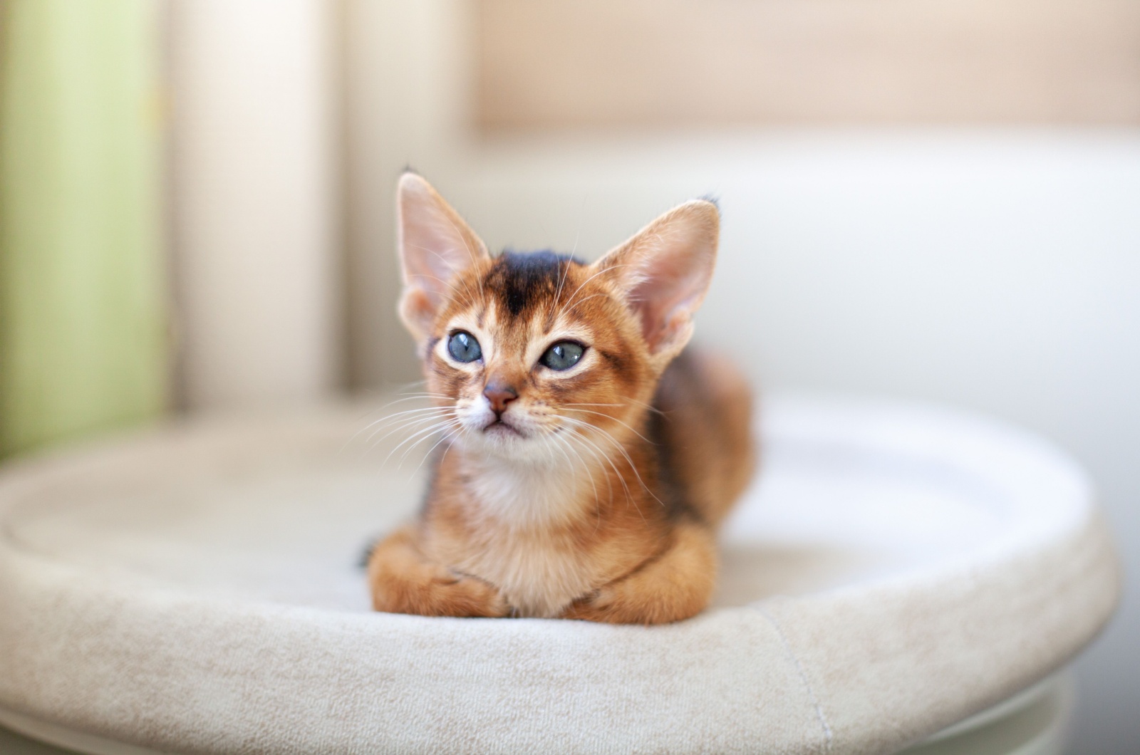 adorable abyssinian kitten