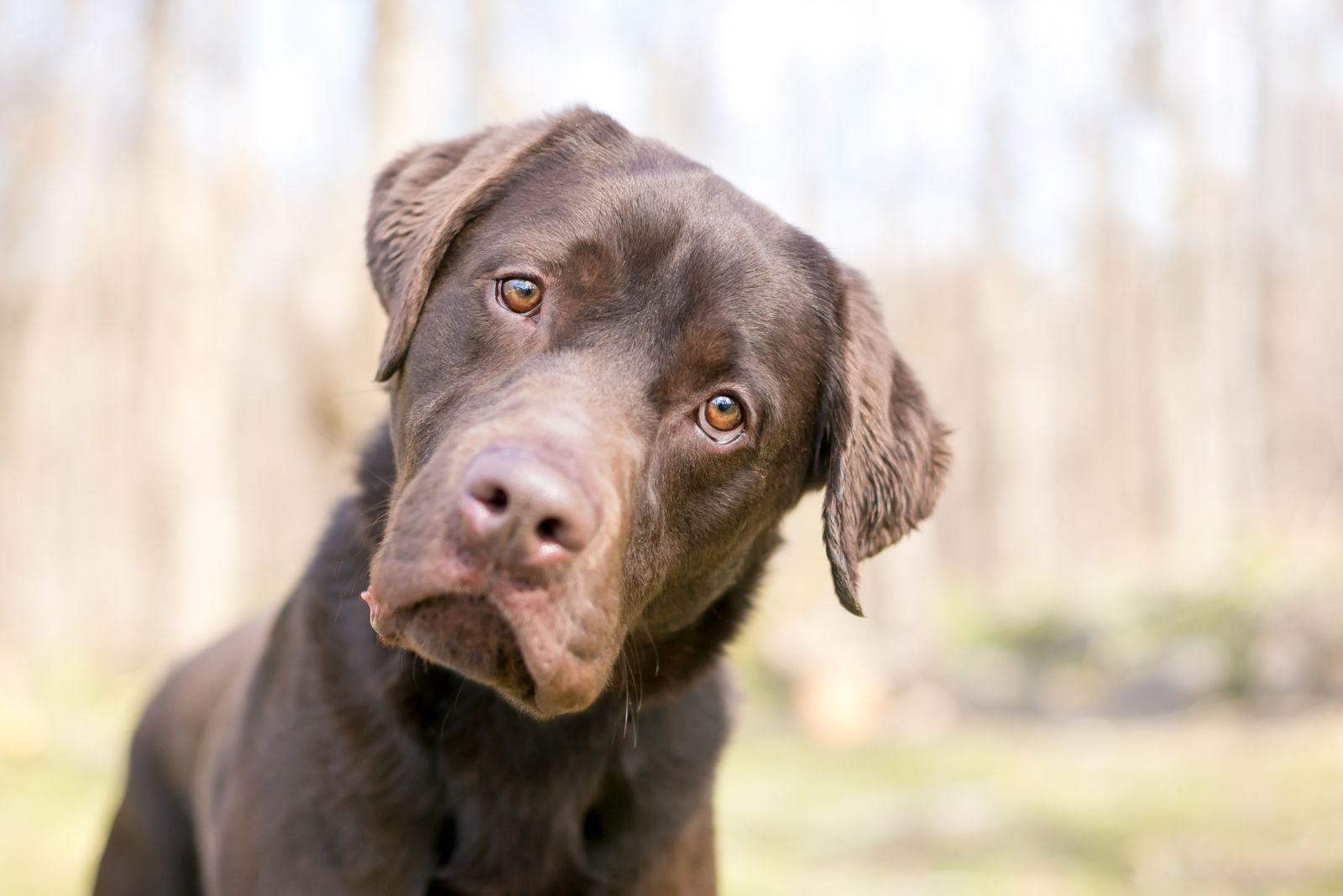 adorable brown dog