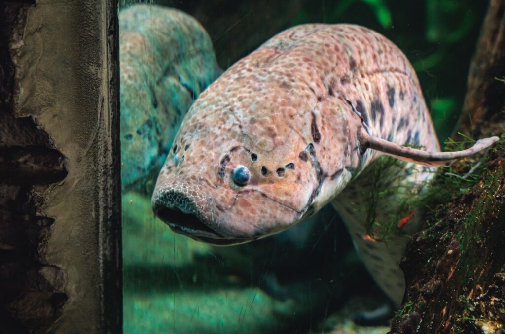 african lungfish 