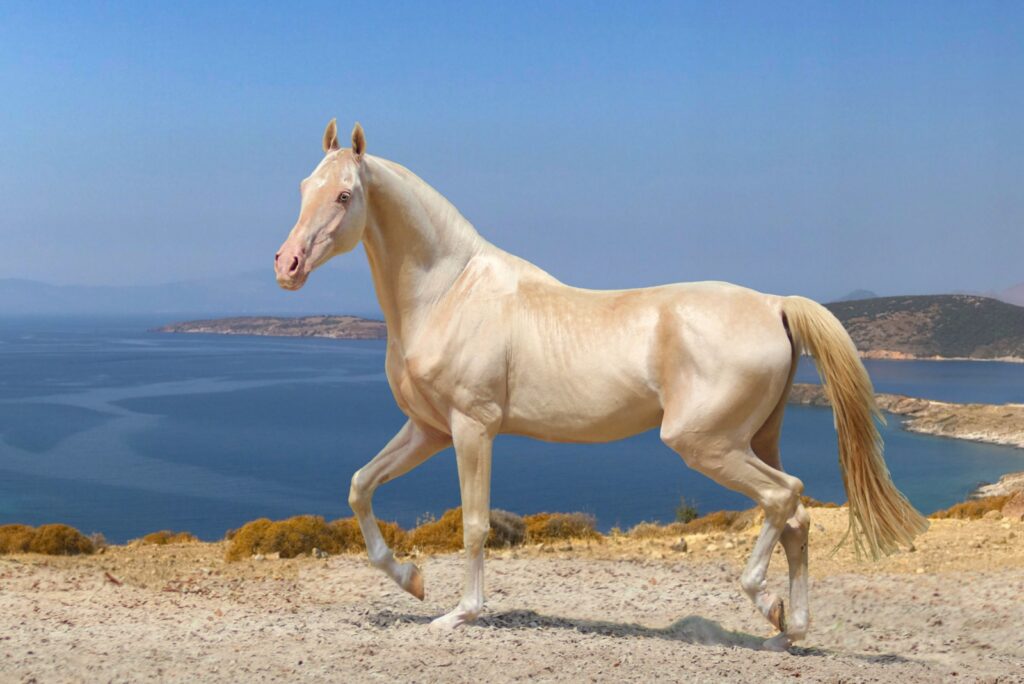 akhal-teke
