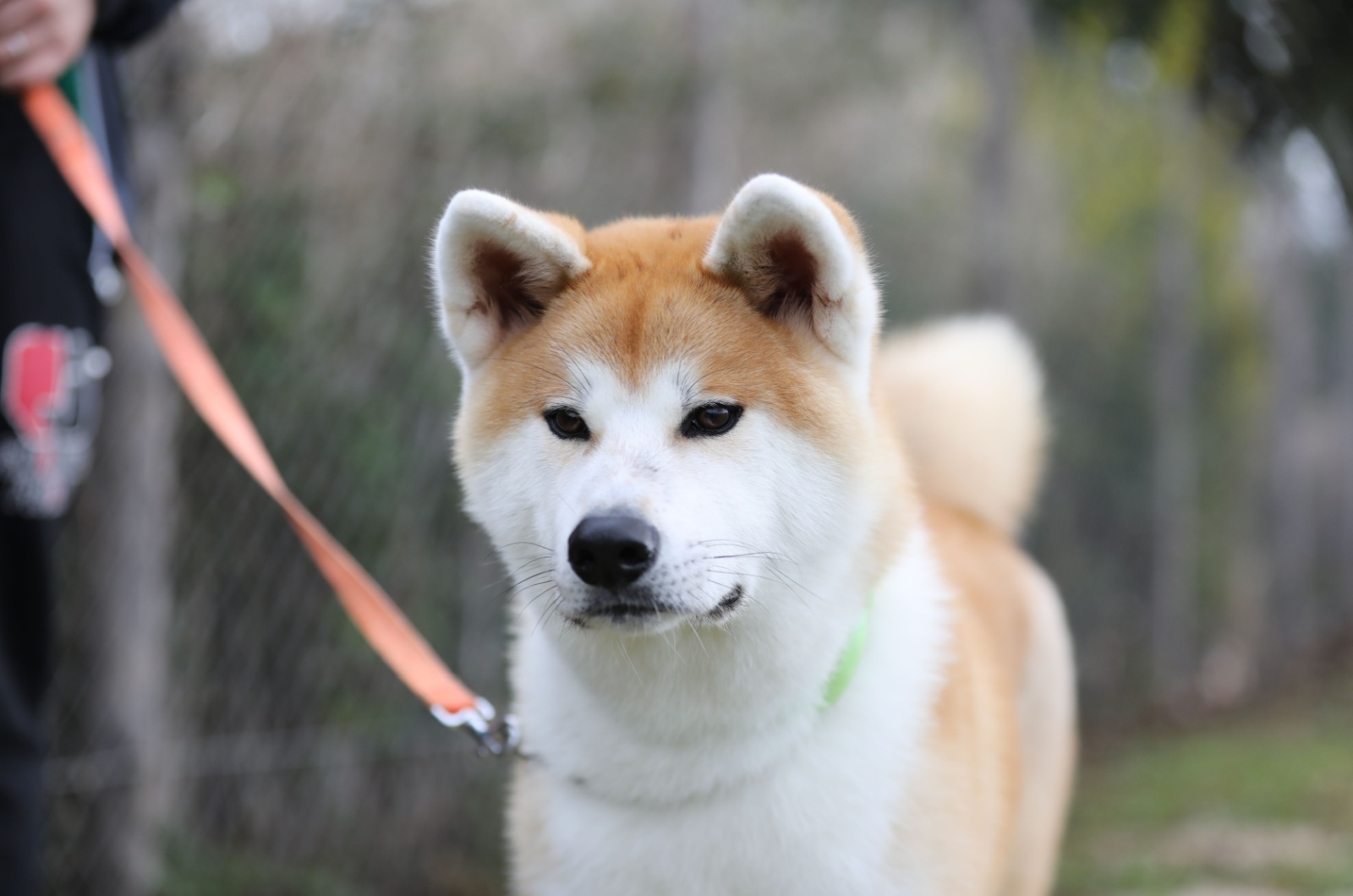 akita