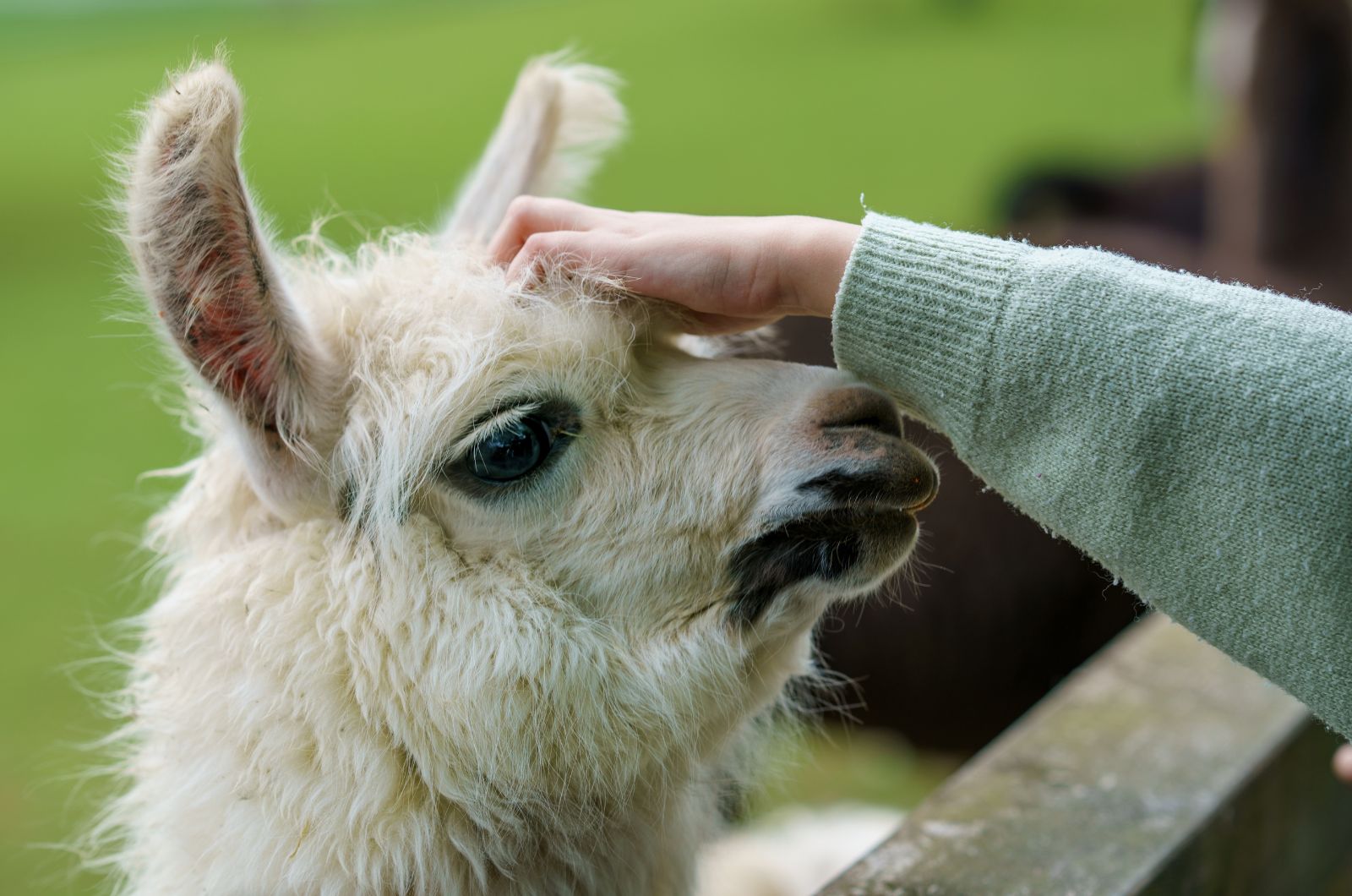 alpaca