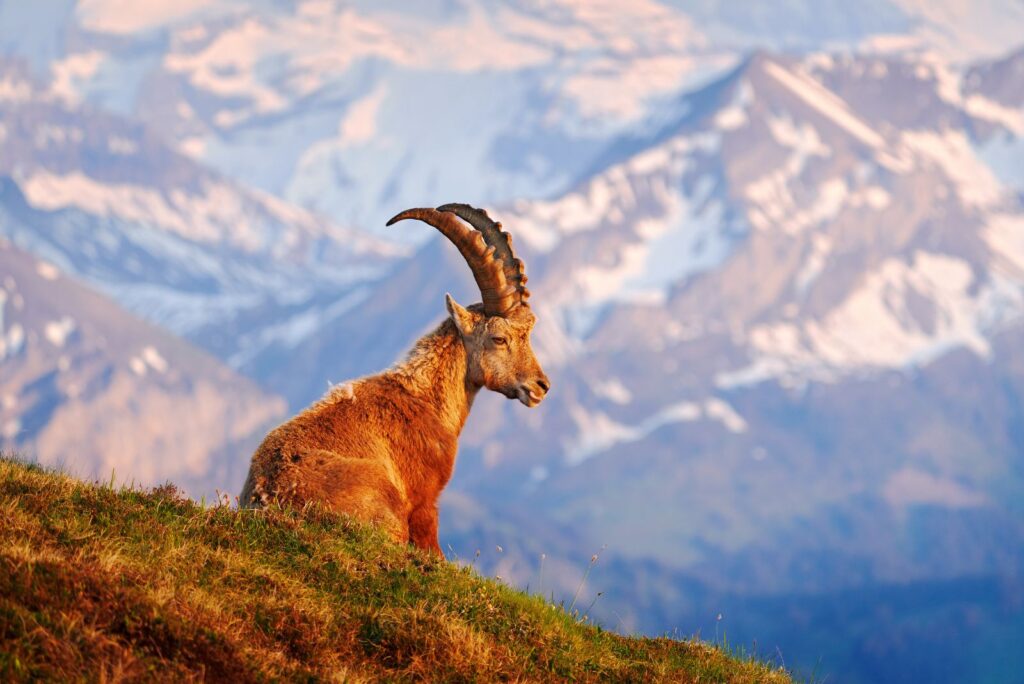 alpine ibex