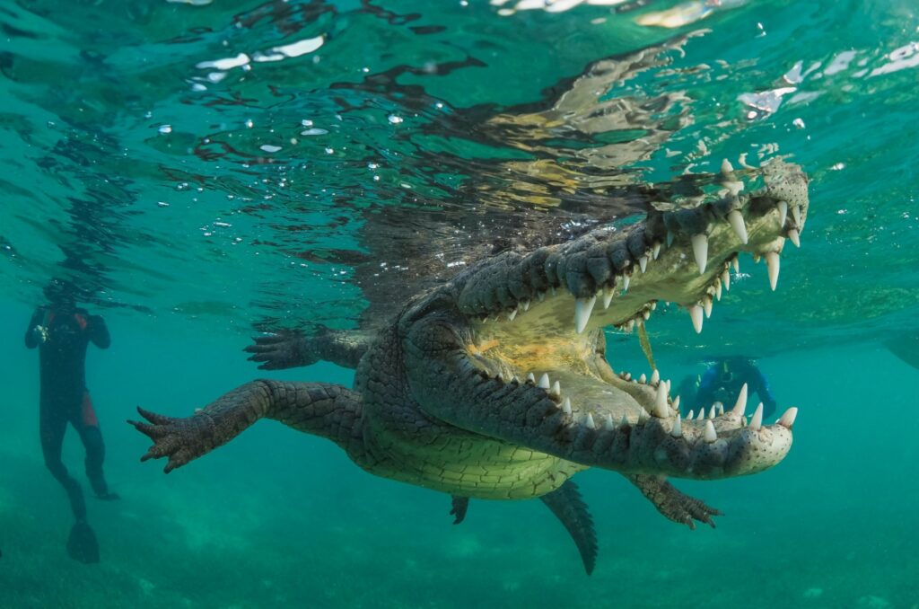 american crocodile