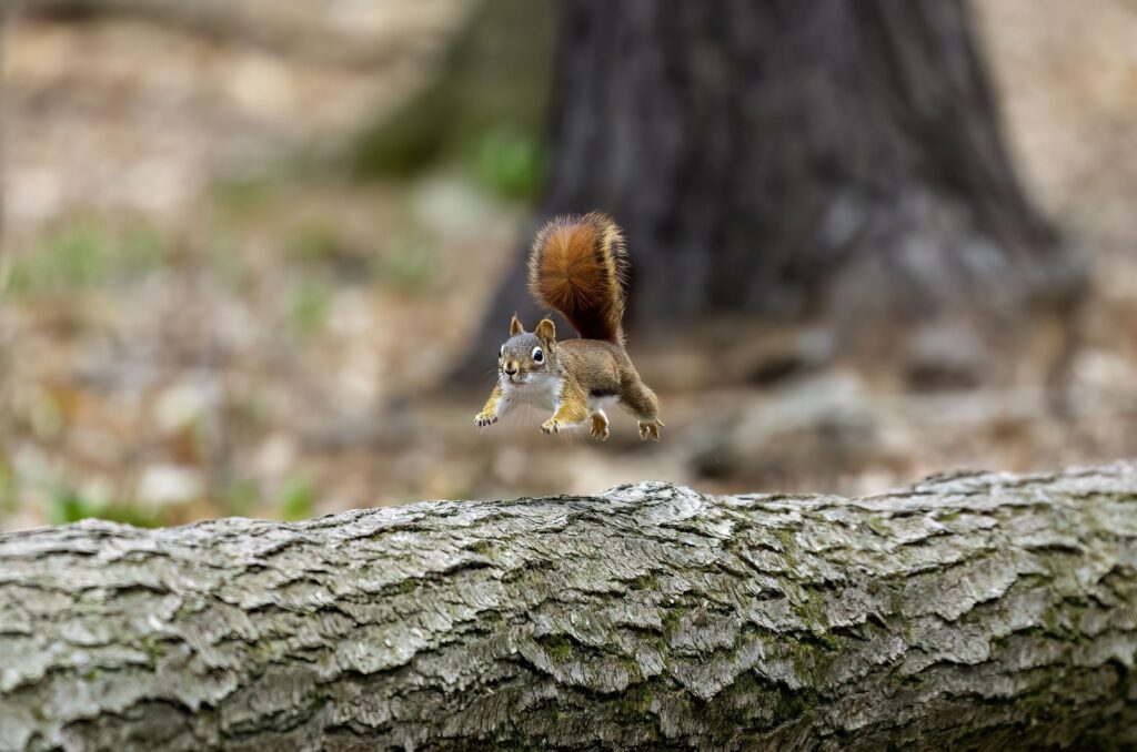 american red squirrel