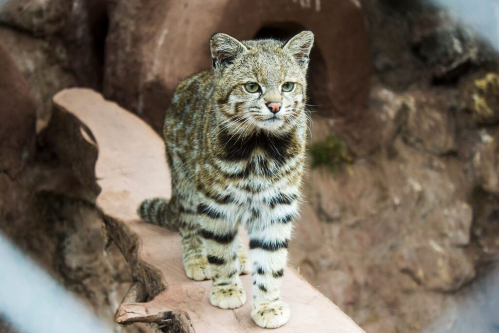 andean cat