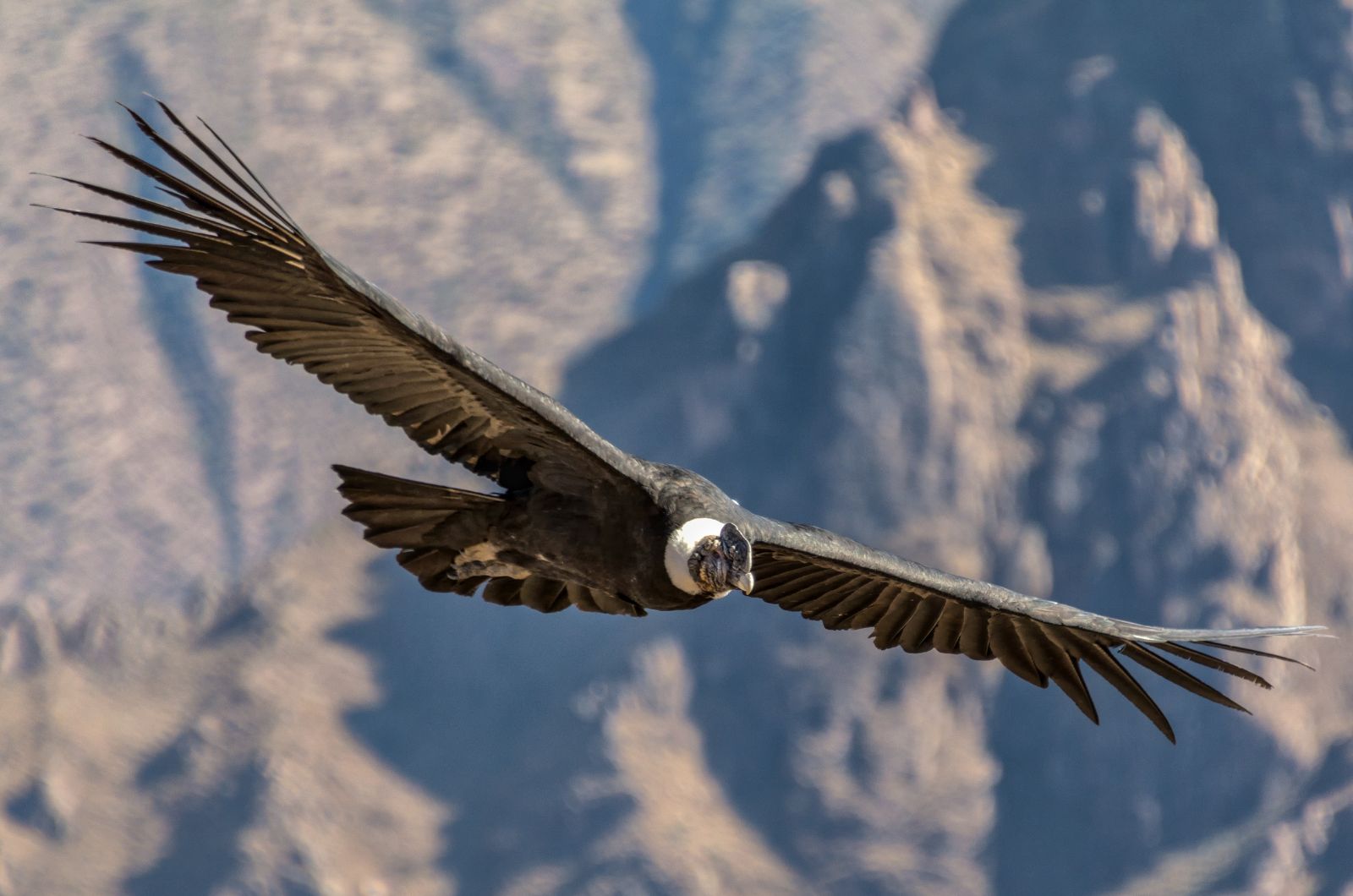 andean condor