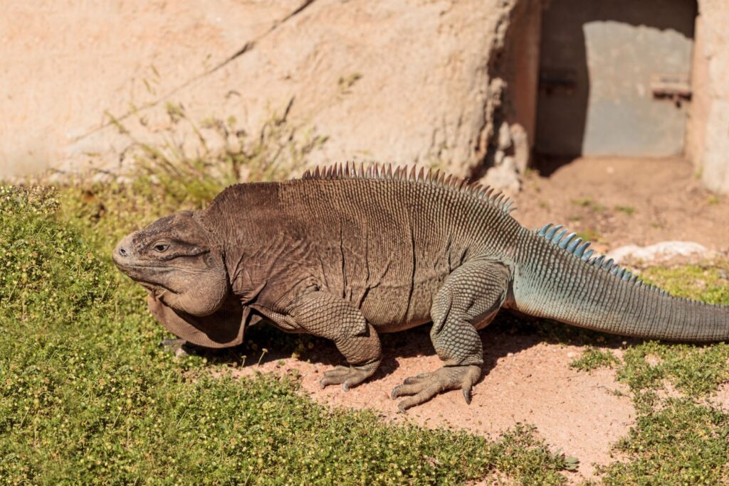 Anegada Ground Iguana