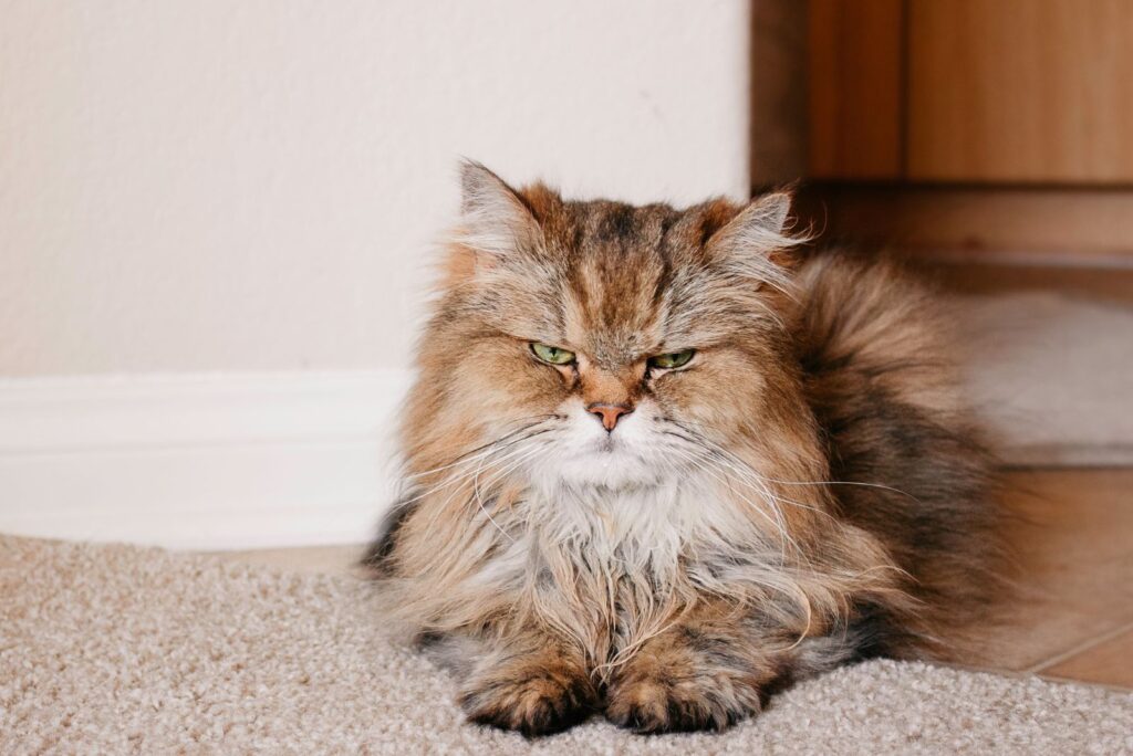 angry cat sitting on the carpet