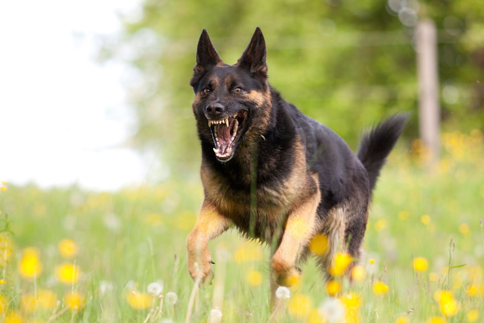 angry dog running