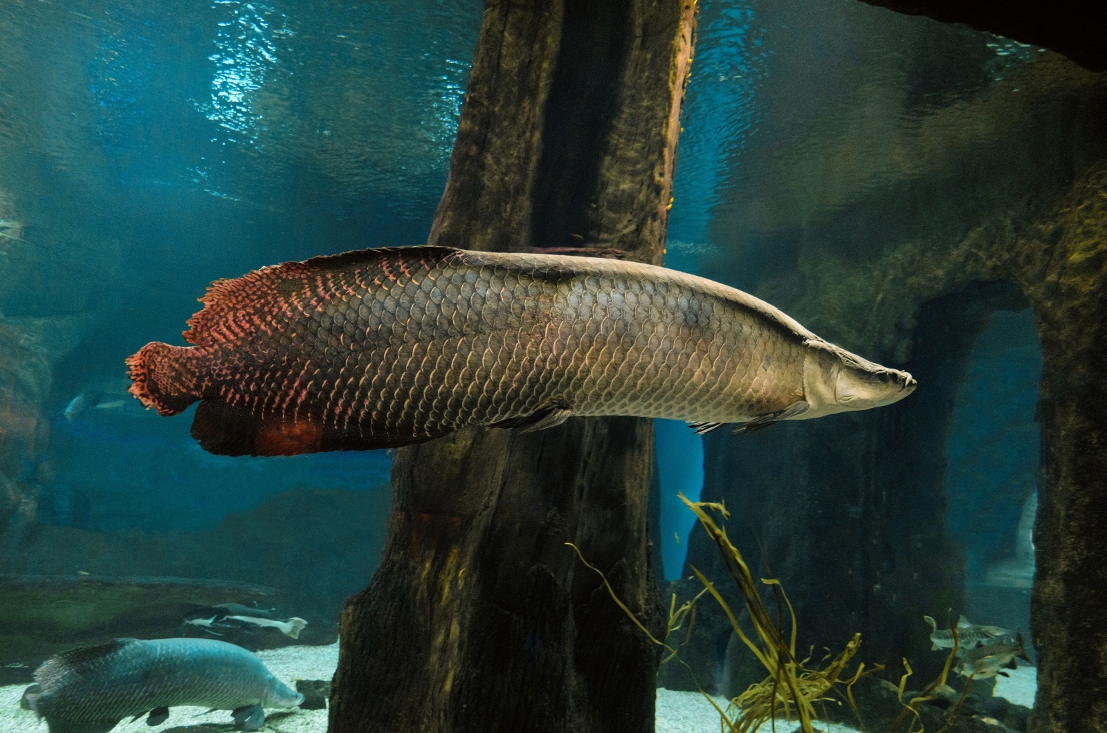 arapaima