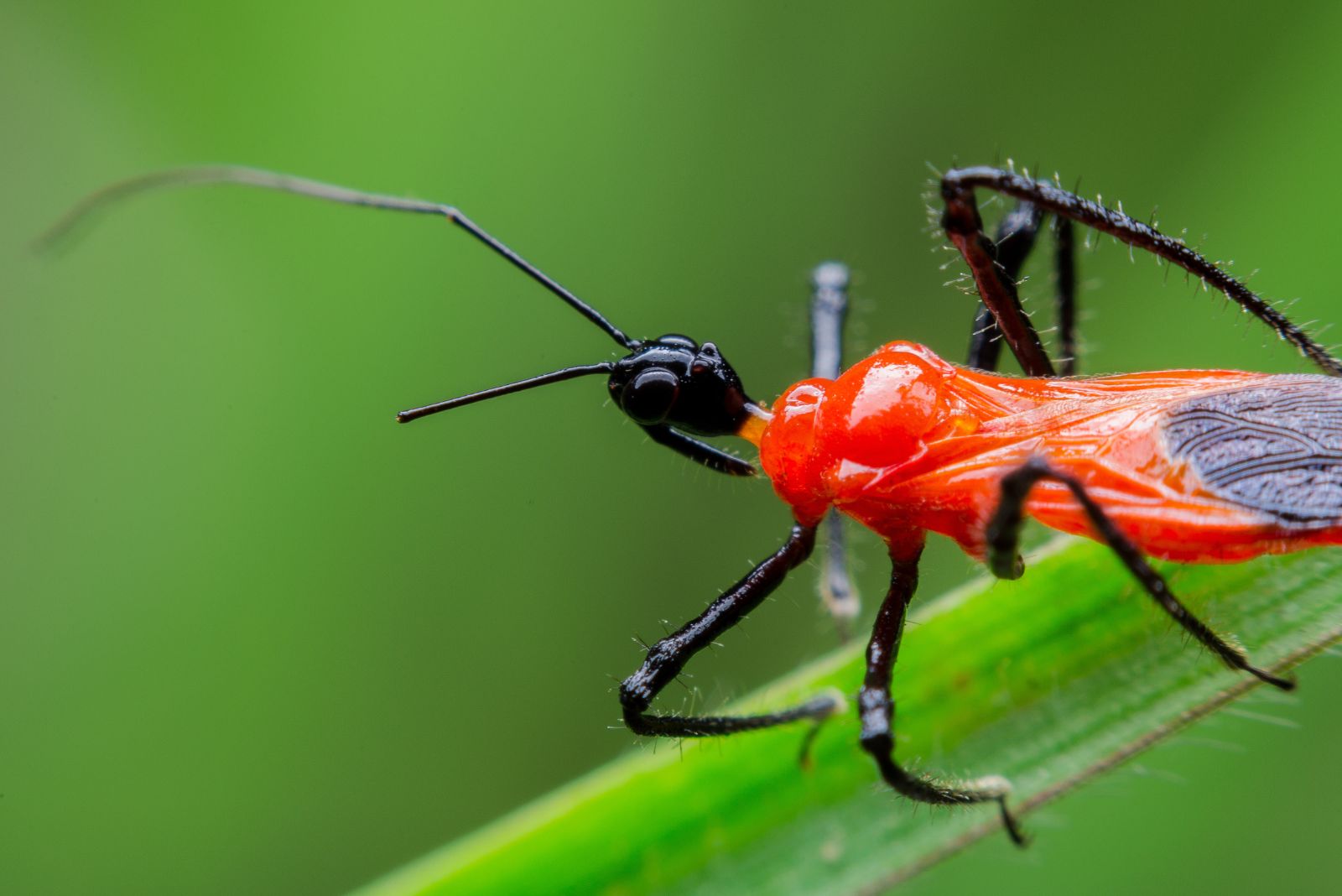 assassin bugs