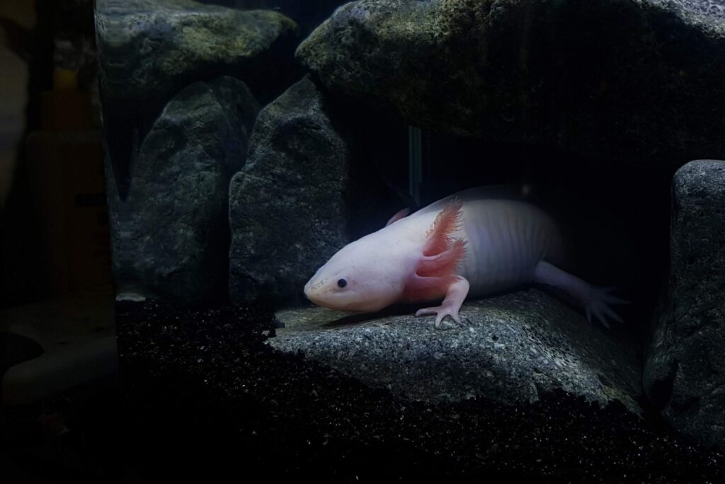 axolotl