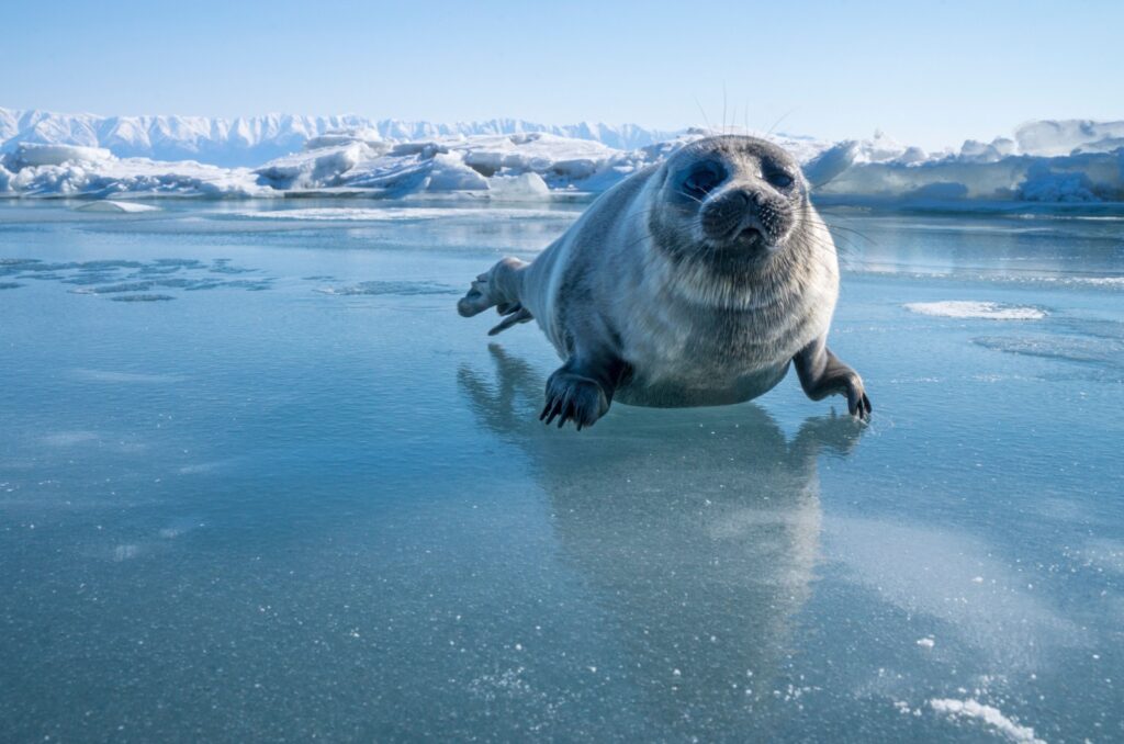 baikal seal