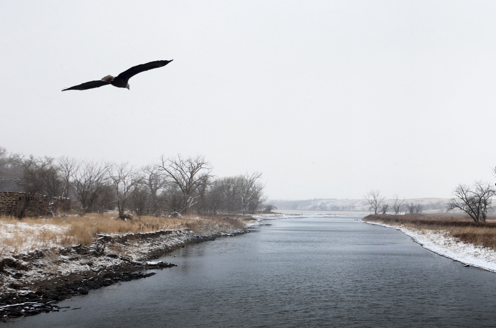 bald eagle south dakota