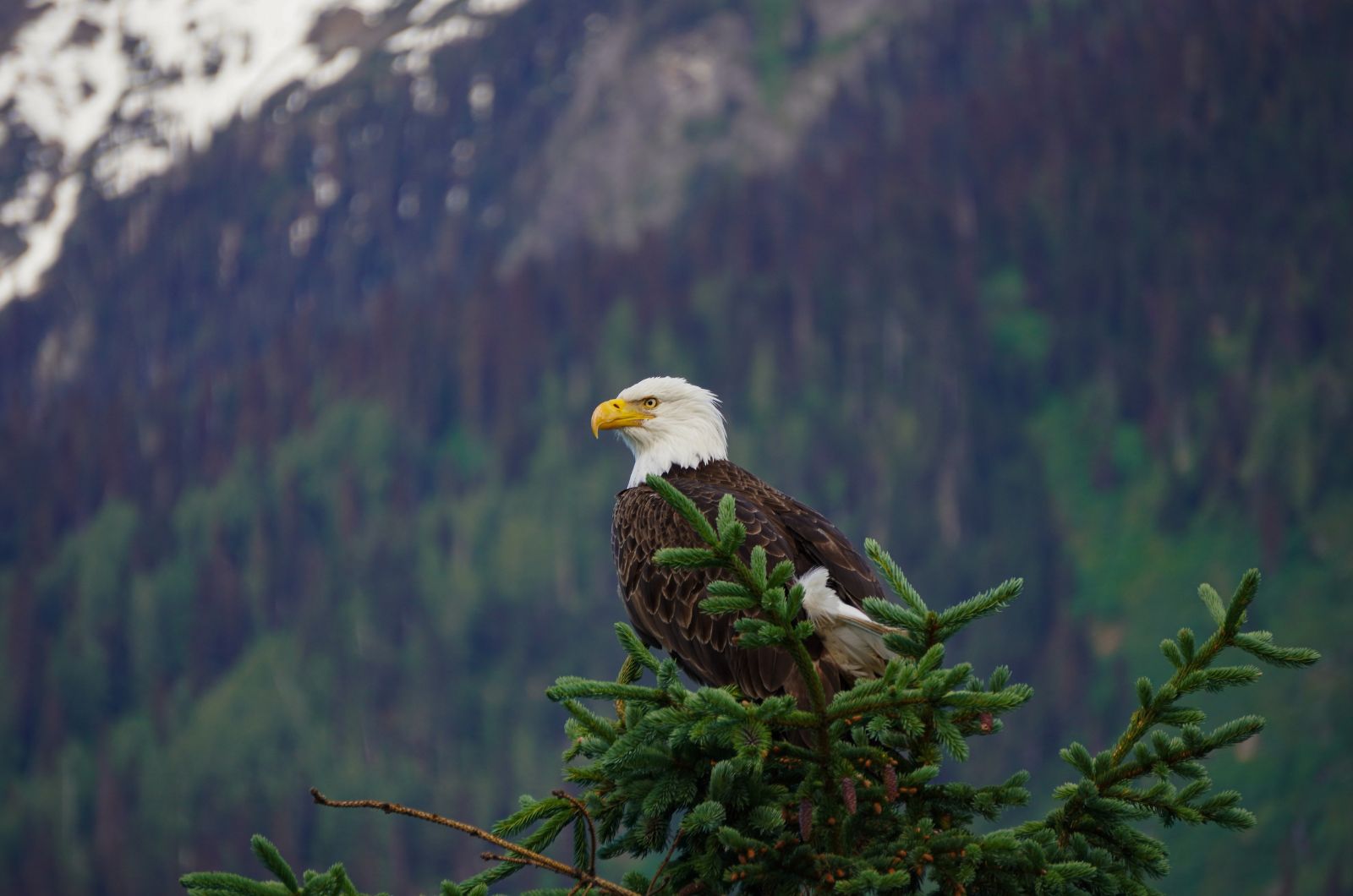 bald eagle