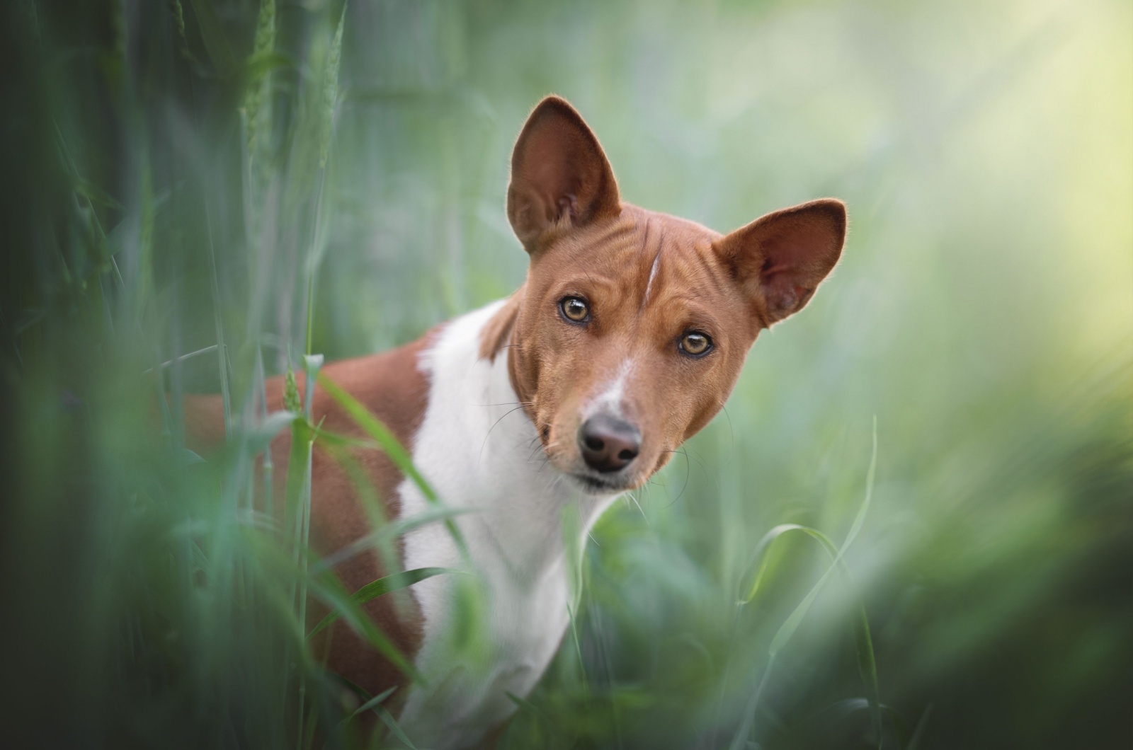 basenji