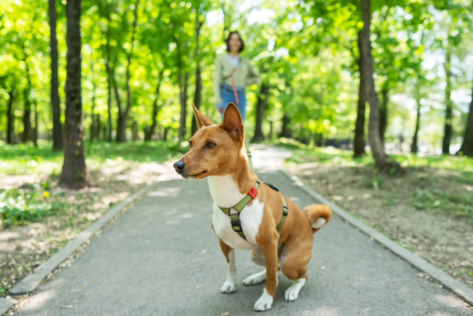 basenji