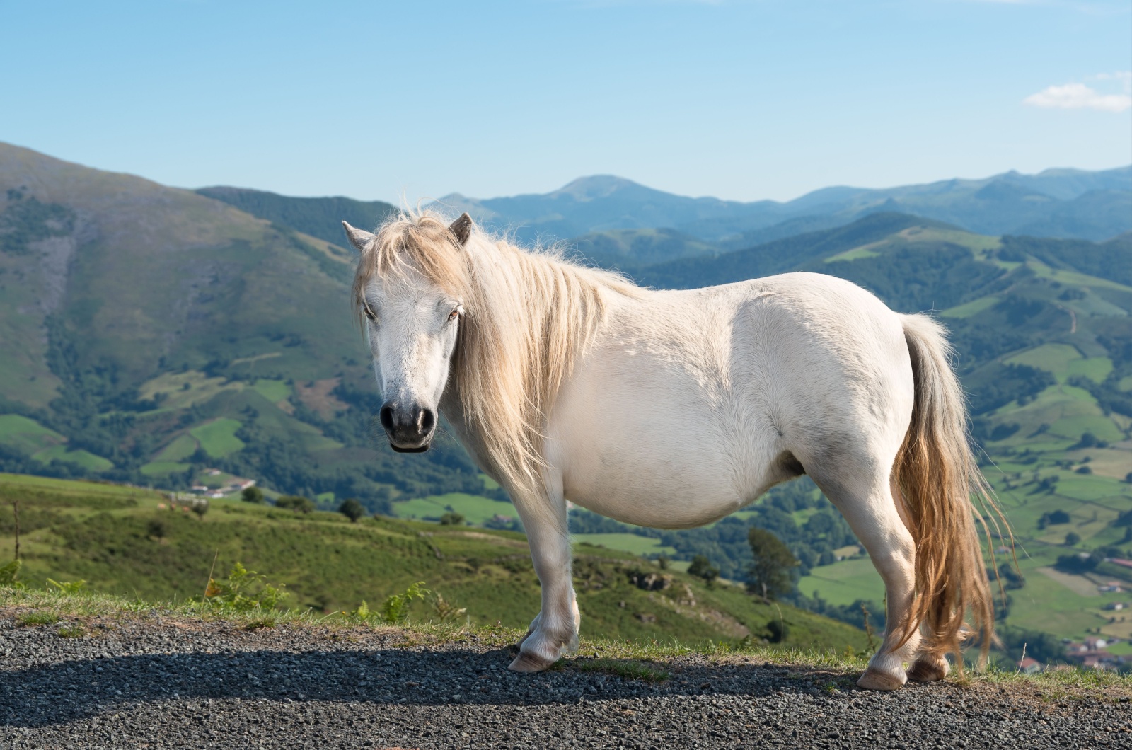 basque pony