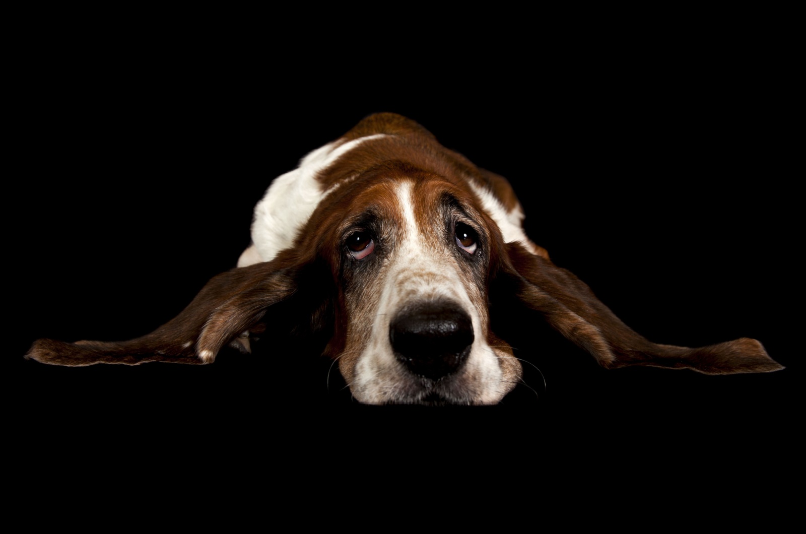 basset hound