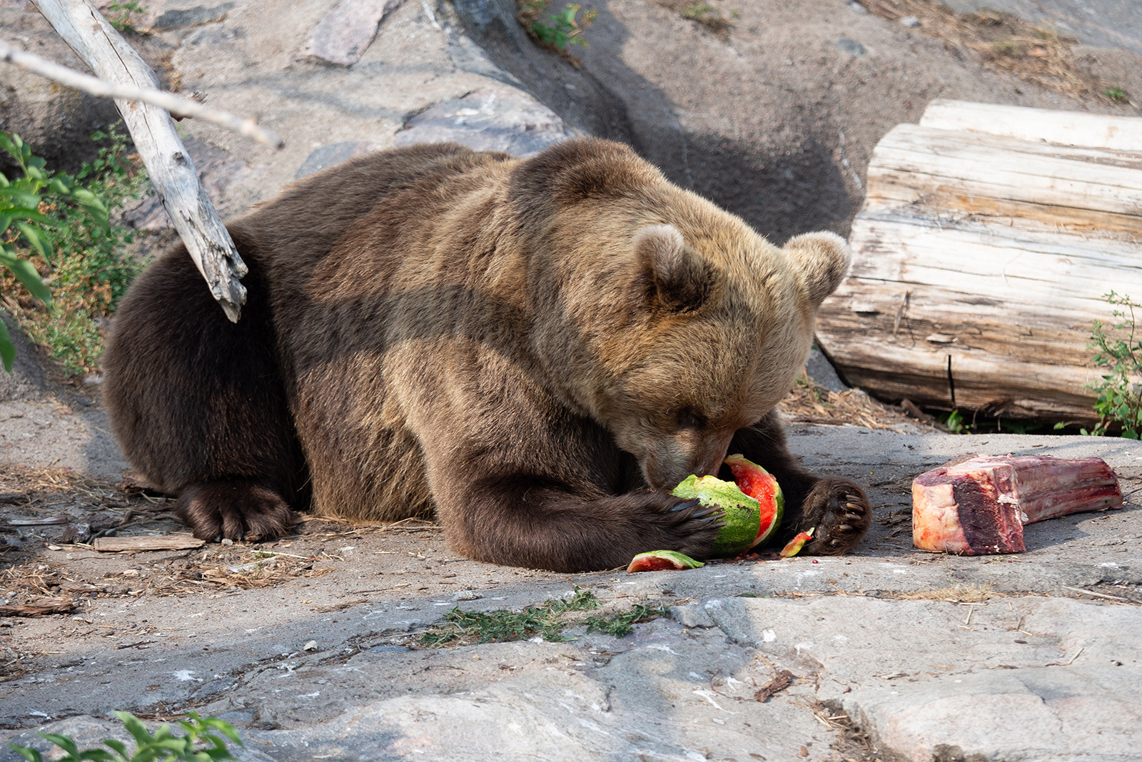 bear eats watermelon